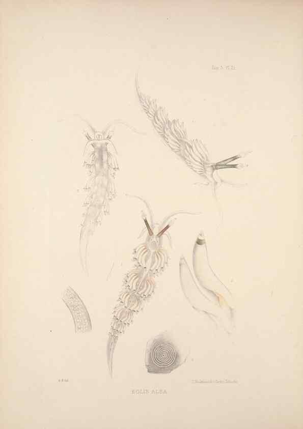 Reproducción/Reproduction 34824437203: A monograph of the British nudibranchiate Mollusca :. London :Printed for the Ray Society,1845-1910.