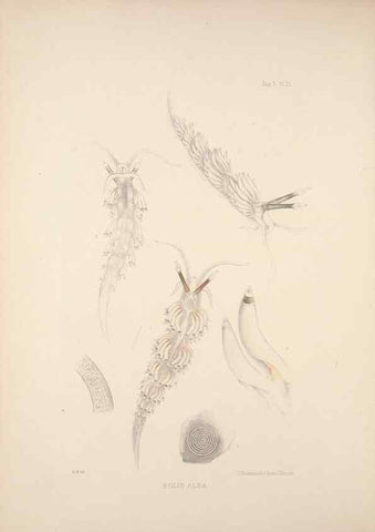 Reproducción/Reproduction 34824437203: A monograph of the British nudibranchiate Mollusca :. London :Printed for the Ray Society,1845-1910.