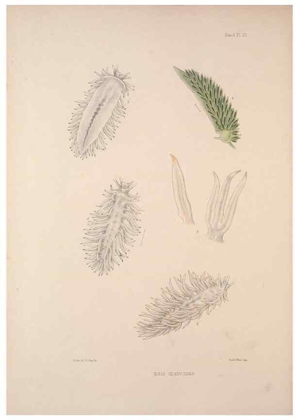 Reproducción/Reproduction 34824438493: A monograph of the British nudibranchiate Mollusca :. London :Printed for the Ray Society,1845-1910.