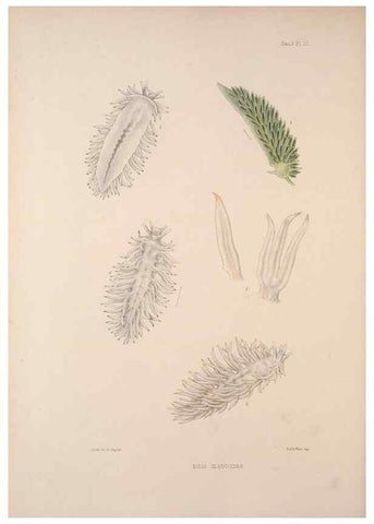 Reproducción/Reproduction 34824438493: A monograph of the British nudibranchiate Mollusca :. London :Printed for the Ray Society,1845-1910.