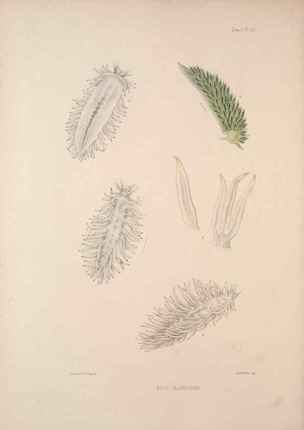 Reproducción/Reproduction 34824438493: A monograph of the British nudibranchiate Mollusca :. London :Printed for the Ray Society,1845-1910.