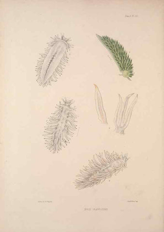 Reproducción/Reproduction 34824438493: A monograph of the British nudibranchiate Mollusca :. London :Printed for the Ray Society,1845-1910.