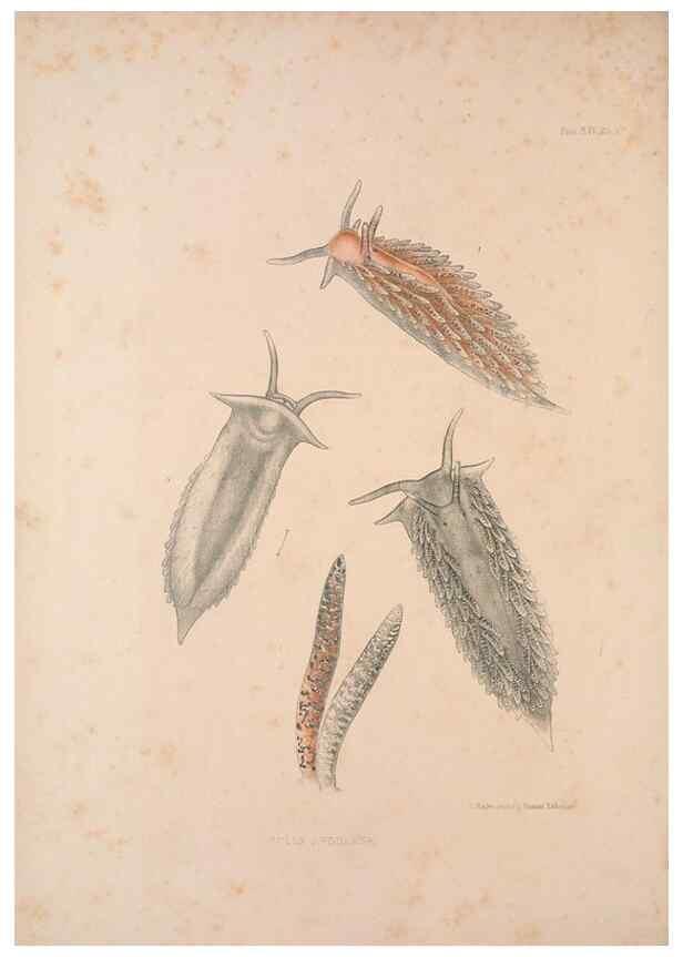 Reproducción/Reproduction 34824440233: A monograph of the British nudibranchiate Mollusca :. London :Printed for the Ray Society,1845-1910.