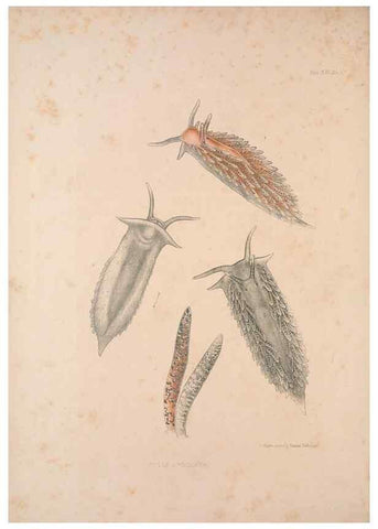 Reproducción/Reproduction 34824440233: A monograph of the British nudibranchiate Mollusca :. London :Printed for the Ray Society,1845-1910.