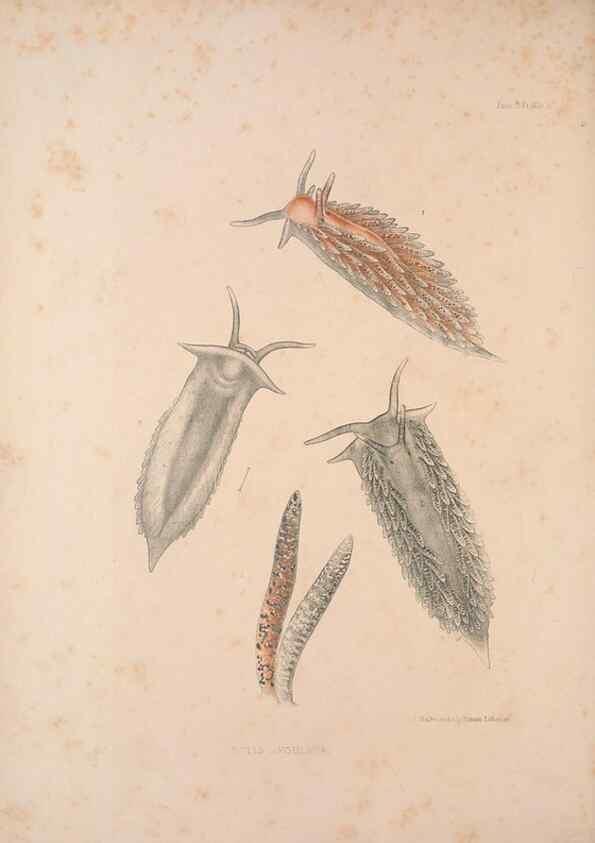 Reproducción/Reproduction 34824440233: A monograph of the British nudibranchiate Mollusca :. London :Printed for the Ray Society,1845-1910.