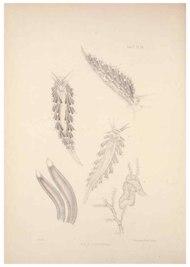 Reproducción/Reproduction 34824442443: A monograph of the British nudibranchiate Mollusca :. London :Printed for the Ray Society,1845-1910.