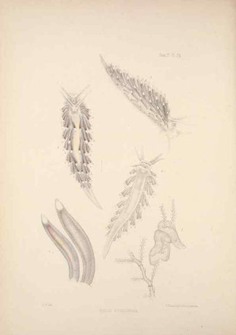 Reproducción/Reproduction 34824442443: A monograph of the British nudibranchiate Mollusca :. London :Printed for the Ray Society,1845-1910.