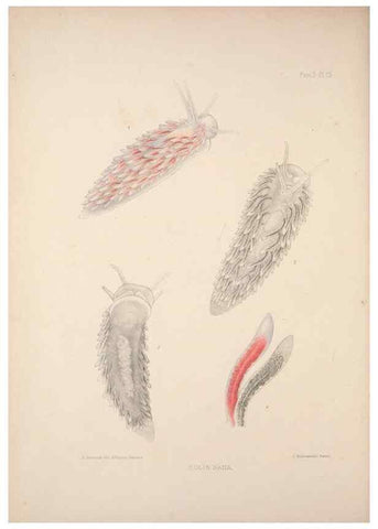 Reproducción/Reproduction 34824444833: A monograph of the British nudibranchiate Mollusca :. London :Printed for the Ray Society,1845-1910.