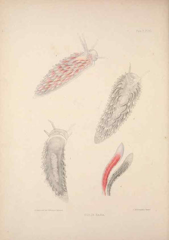 Reproducción/Reproduction 34824444833: A monograph of the British nudibranchiate Mollusca :. London :Printed for the Ray Society,1845-1910.