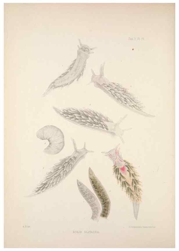 Reproducción/Reproduction 35633285175: A monograph of the British nudibranchiate Mollusca :. London :Printed for the Ray Society,1845-1910.