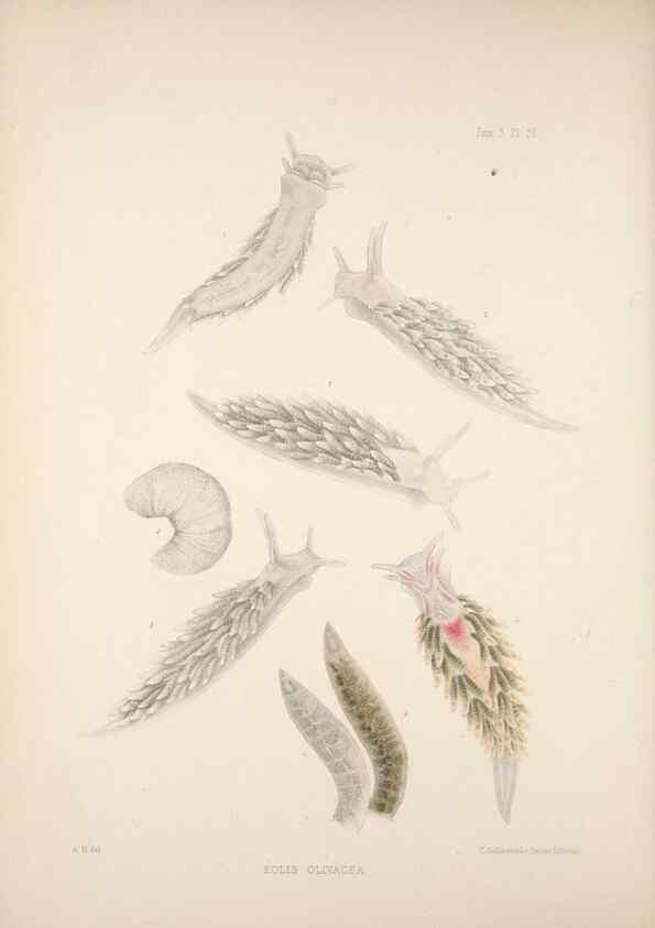 Reproducción/Reproduction 35633285175: A monograph of the British nudibranchiate Mollusca :. London :Printed for the Ray Society,1845-1910.