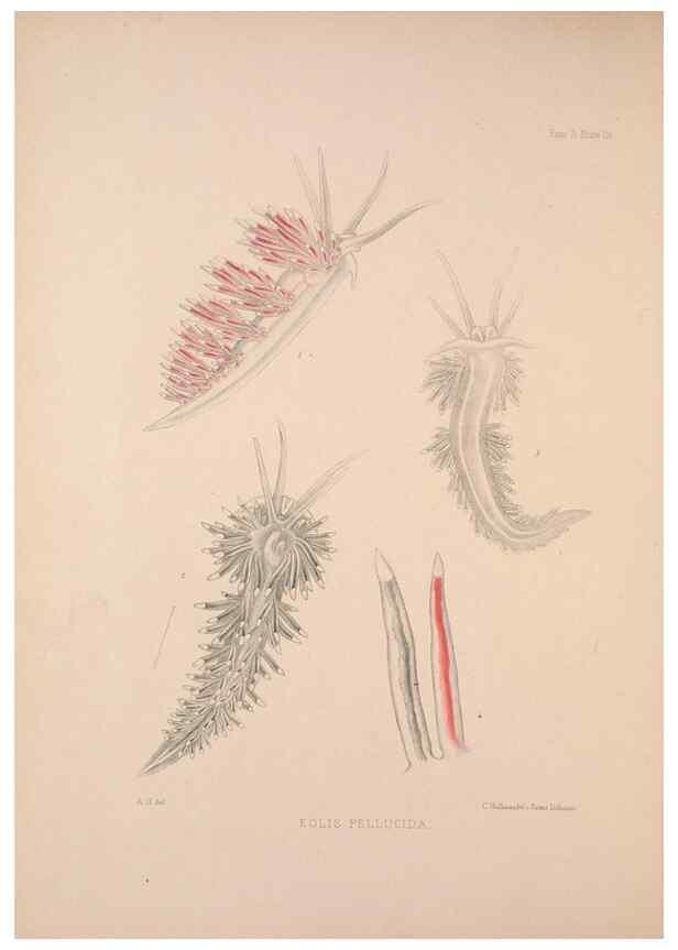 Reproducción/Reproduction 35502984821: A monograph of the British nudibranchiate Mollusca :. London :Printed for the Ray Society,1845-1910.
