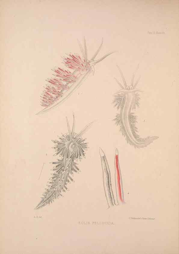 Reproducción/Reproduction 35502984821: A monograph of the British nudibranchiate Mollusca :. London :Printed for the Ray Society,1845-1910.