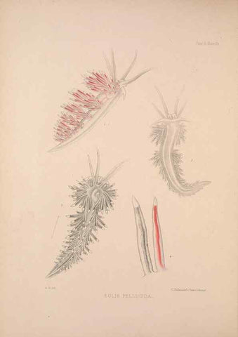 Reproducción/Reproduction 35502984821: A monograph of the British nudibranchiate Mollusca :. London :Printed for the Ray Society,1845-1910.