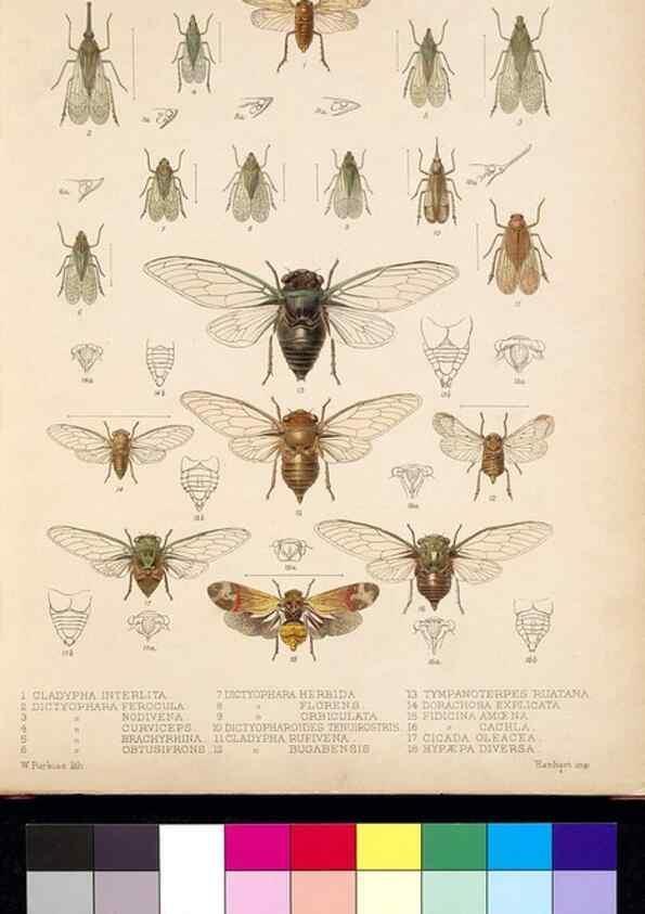 Reproducción/Reproduction 35021395314: Biologia Centrali-Americana :. [London :Published for the editors by R. H. Porter],1879-1915