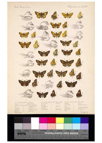 Reproducción/Reproduction 35473894940: Biologia Centrali-Americana :. [London :Published for the editors by R. H. Porter],1879-1915