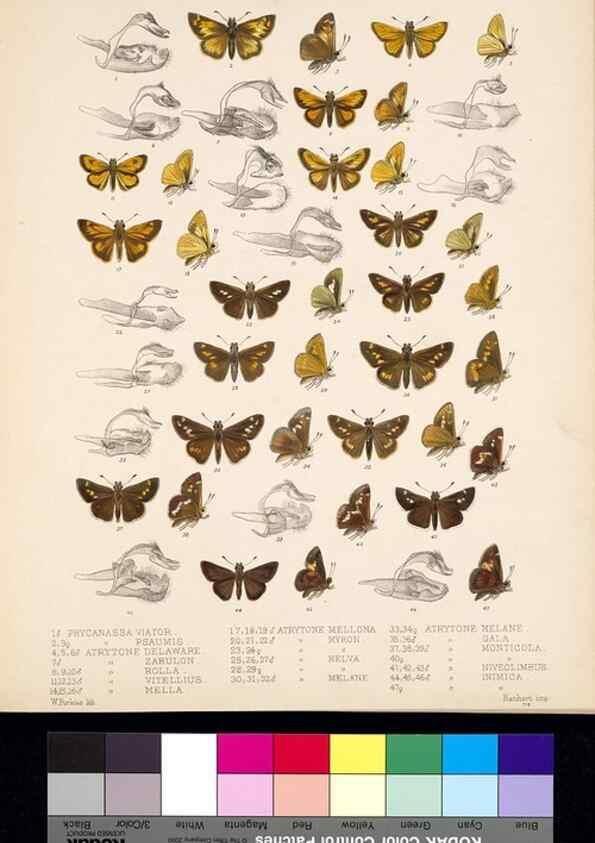 Reproducción/Reproduction 35473894940: Biologia Centrali-Americana :. [London :Published for the editors by R. H. Porter],1879-1915