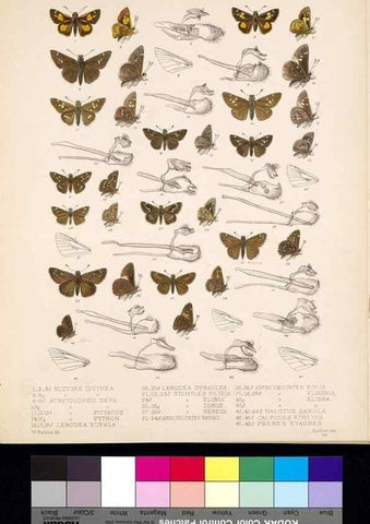 Reproducción/Reproduction 35473898810: Biologia Centrali-Americana :. [London :Published for the editors by R. H. Porter],1879-1915