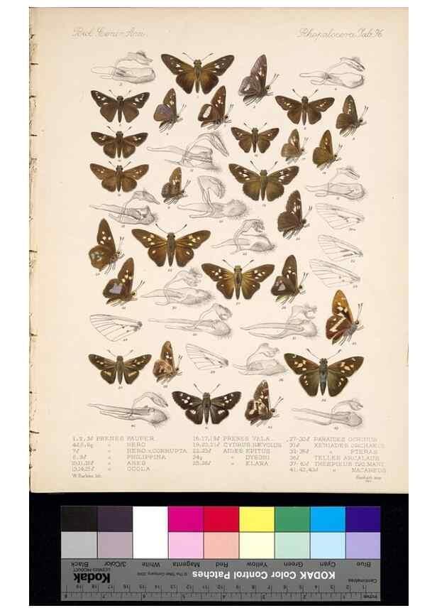 Reproducción/Reproduction 35473902380: Biologia Centrali-Americana :. [London :Published for the editors by R. H. Porter],1879-1915