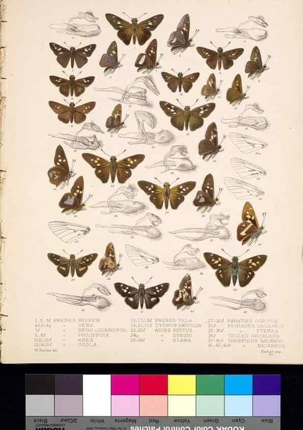 Reproducción/Reproduction 35473902380: Biologia Centrali-Americana :. [London :Published for the editors by R. H. Porter],1879-1915