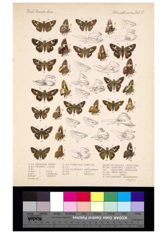 Reproducción/Reproduction 35473906230: Biologia Centrali-Americana :. [London :Published for the editors by R. H. Porter],1879-1915