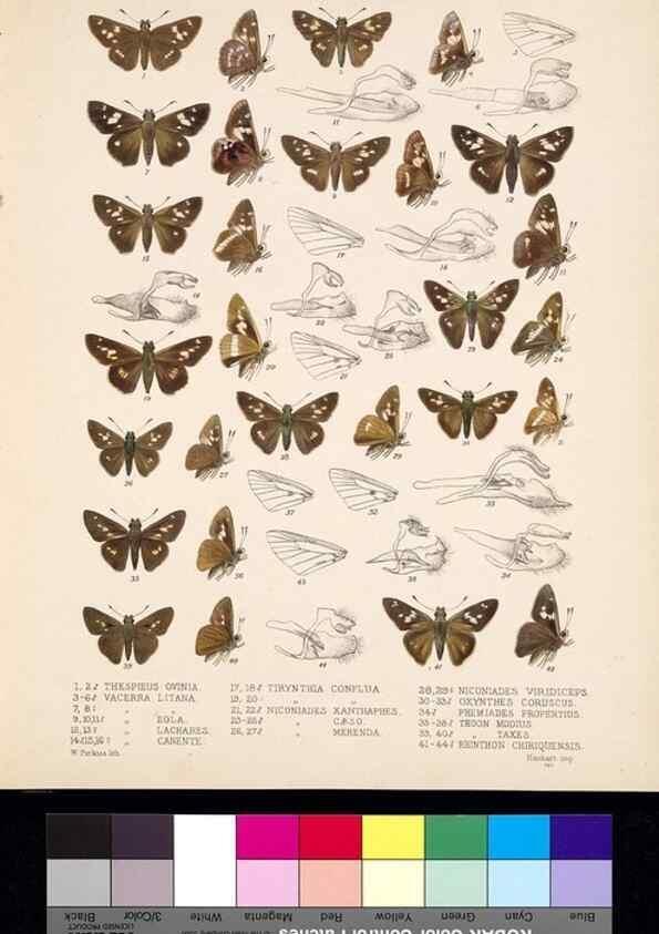 Reproducción/Reproduction 35473906230: Biologia Centrali-Americana :. [London :Published for the editors by R. H. Porter],1879-1915
