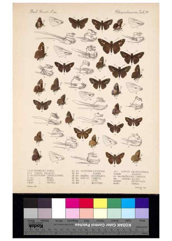 Reproducción/Reproduction 35820968276: Biologia Centrali-Americana :. [London :Published for the editors by R. H. Porter],1879-1915