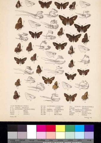 Reproducción/Reproduction 35820968276: Biologia Centrali-Americana :. [London :Published for the editors by R. H. Porter],1879-1915