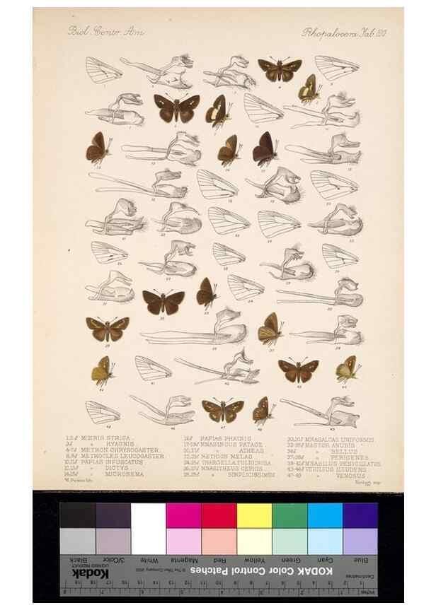 Reproducción/Reproduction 35820969706: Biologia Centrali-Americana :. [London :Published for the editors by R. H. Porter],1879-1915