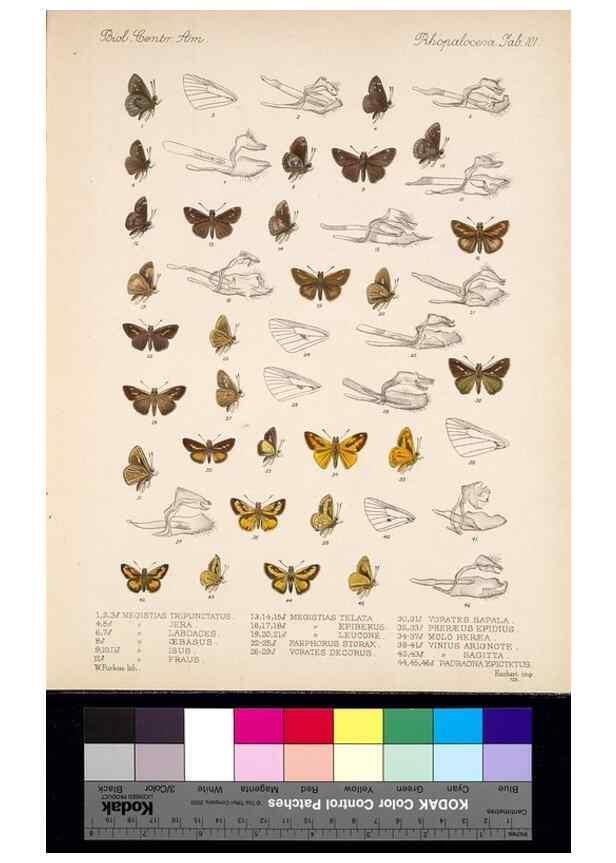 Reproducción/Reproduction 35820971386: Biologia Centrali-Americana :. [London :Published for the editors by R. H. Porter],1879-1915