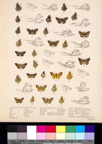 Reproducción/Reproduction 35820971386: Biologia Centrali-Americana :. [London :Published for the editors by R. H. Porter],1879-1915