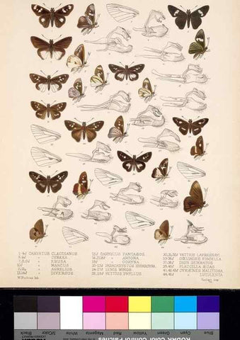 Reproducción/Reproduction 35820972926: Biologia Centrali-Americana :. [London :Published for the editors by R. H. Porter],1879-1915
