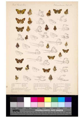 Reproducción/Reproduction 35820974326: Biologia Centrali-Americana :. [London :Published for the editors by R. H. Porter],1879-1915