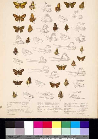 Reproducción/Reproduction 35820974326: Biologia Centrali-Americana :. [London :Published for the editors by R. H. Porter],1879-1915