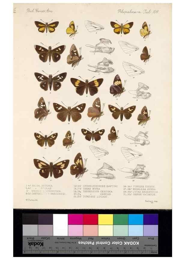 Reproducción/Reproduction 35820975846: Biologia Centrali-Americana :. [London :Published for the editors by R. H. Porter],1879-1915