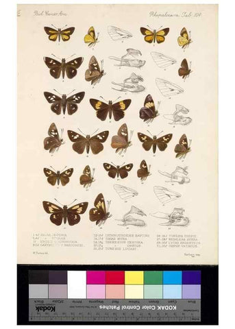 Reproducción/Reproduction 35820975846: Biologia Centrali-Americana :. [London :Published for the editors by R. H. Porter],1879-1915