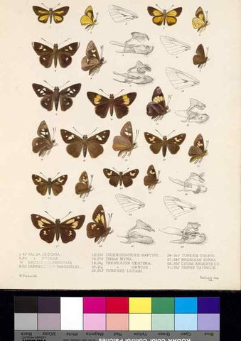 Reproducción/Reproduction 35820975846: Biologia Centrali-Americana :. [London :Published for the editors by R. H. Porter],1879-1915