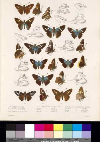 Reproducción/Reproduction 35820977596: Biologia Centrali-Americana :. [London :Published for the editors by R. H. Porter],1879-1915