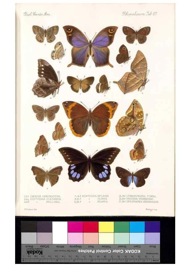 Reproducción/Reproduction 35052412783: Biologia Centrali-Americana :. [London :Published for the editors by R. H. Porter],1879-1915