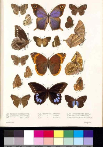 Reproducción/Reproduction 35052412783: Biologia Centrali-Americana :. [London :Published for the editors by R. H. Porter],1879-1915