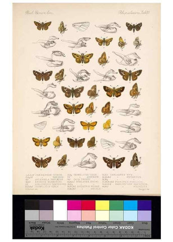 Reproducción/Reproduction 35473890270: Biologia Centrali-Americana :. [London :Published for the editors by R. H. Porter],1879-1915