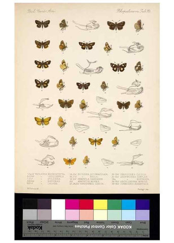 Reproducción/Reproduction 35473885680: Biologia Centrali-Americana :. [London :Published for the editors by R. H. Porter],1879-1915
