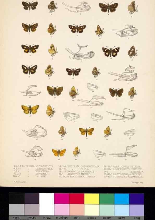 Reproducción/Reproduction 35473885680: Biologia Centrali-Americana :. [London :Published for the editors by R. H. Porter],1879-1915