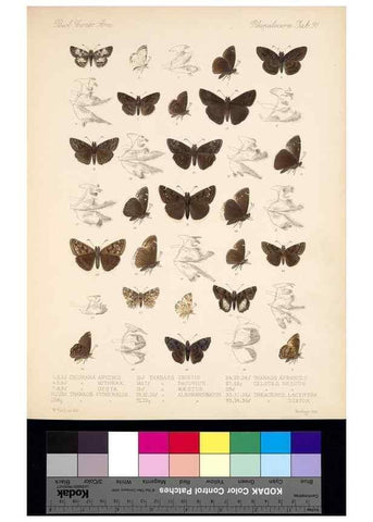 Reproducción/Reproduction 35021830594: Biologia Centrali-Americana :. [London :Published for the editors by R. H. Porter],1879-1915