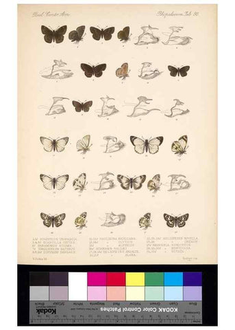 Reproducción/Reproduction 35021828344: Biologia Centrali-Americana :. [London :Published for the editors by R. H. Porter],1879-1915
