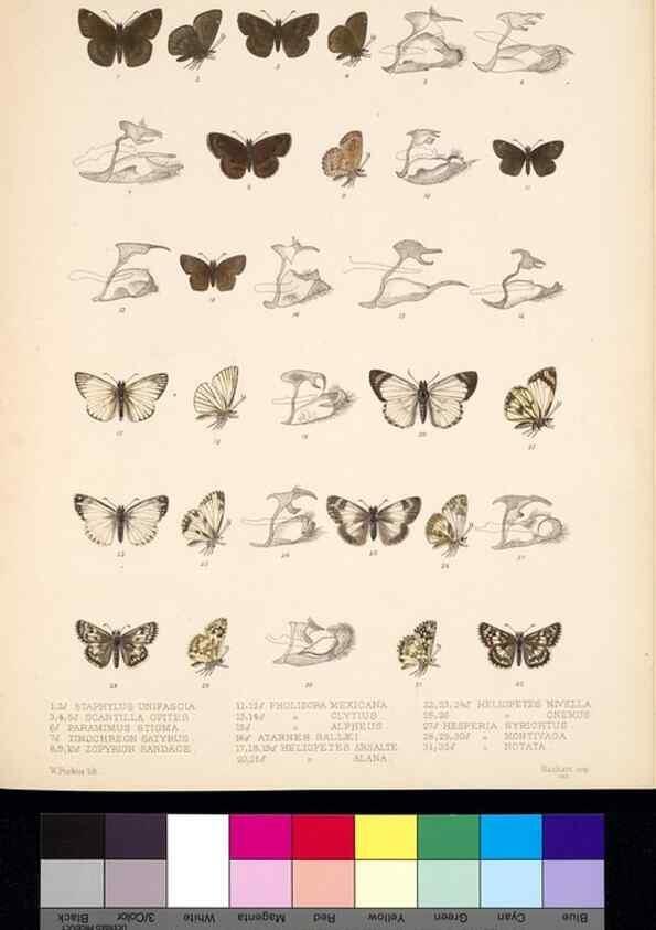 Reproducción/Reproduction 35021828344: Biologia Centrali-Americana :. [London :Published for the editors by R. H. Porter],1879-1915