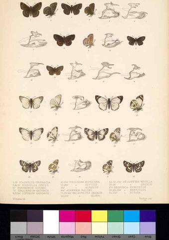 Reproducción/Reproduction 35021828344: Biologia Centrali-Americana :. [London :Published for the editors by R. H. Porter],1879-1915
