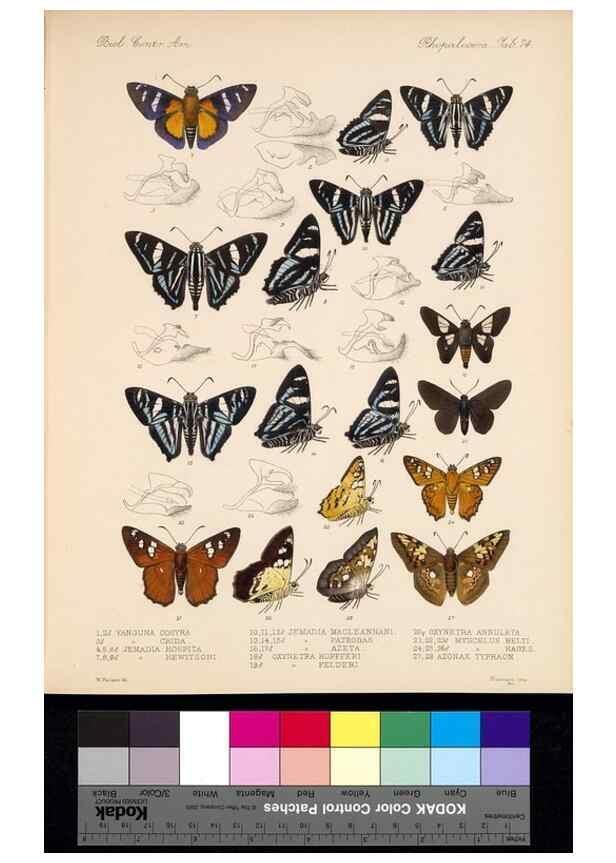 Reproducción/Reproduction 35861588825: Biologia Centrali-Americana :. [London :Published for the editors by R. H. Porter],1879-1915