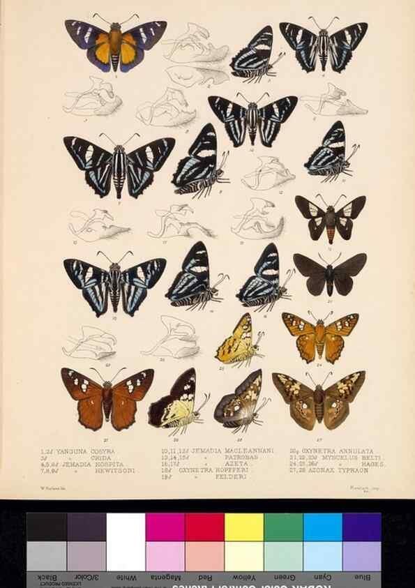 Reproducción/Reproduction 35861588825: Biologia Centrali-Americana :. [London :Published for the editors by R. H. Porter],1879-1915