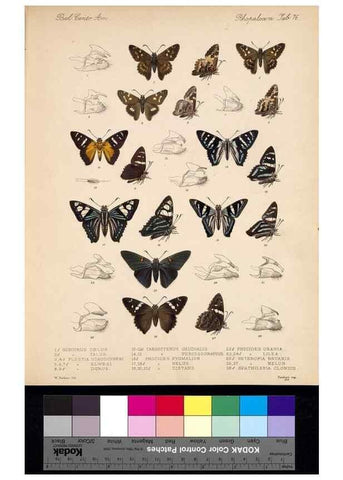Reproducción/Reproduction 35473835890: Biologia Centrali-Americana :. [London :Published for the editors by R. H. Porter],1879-1915